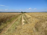 Przez pola do Wielopola